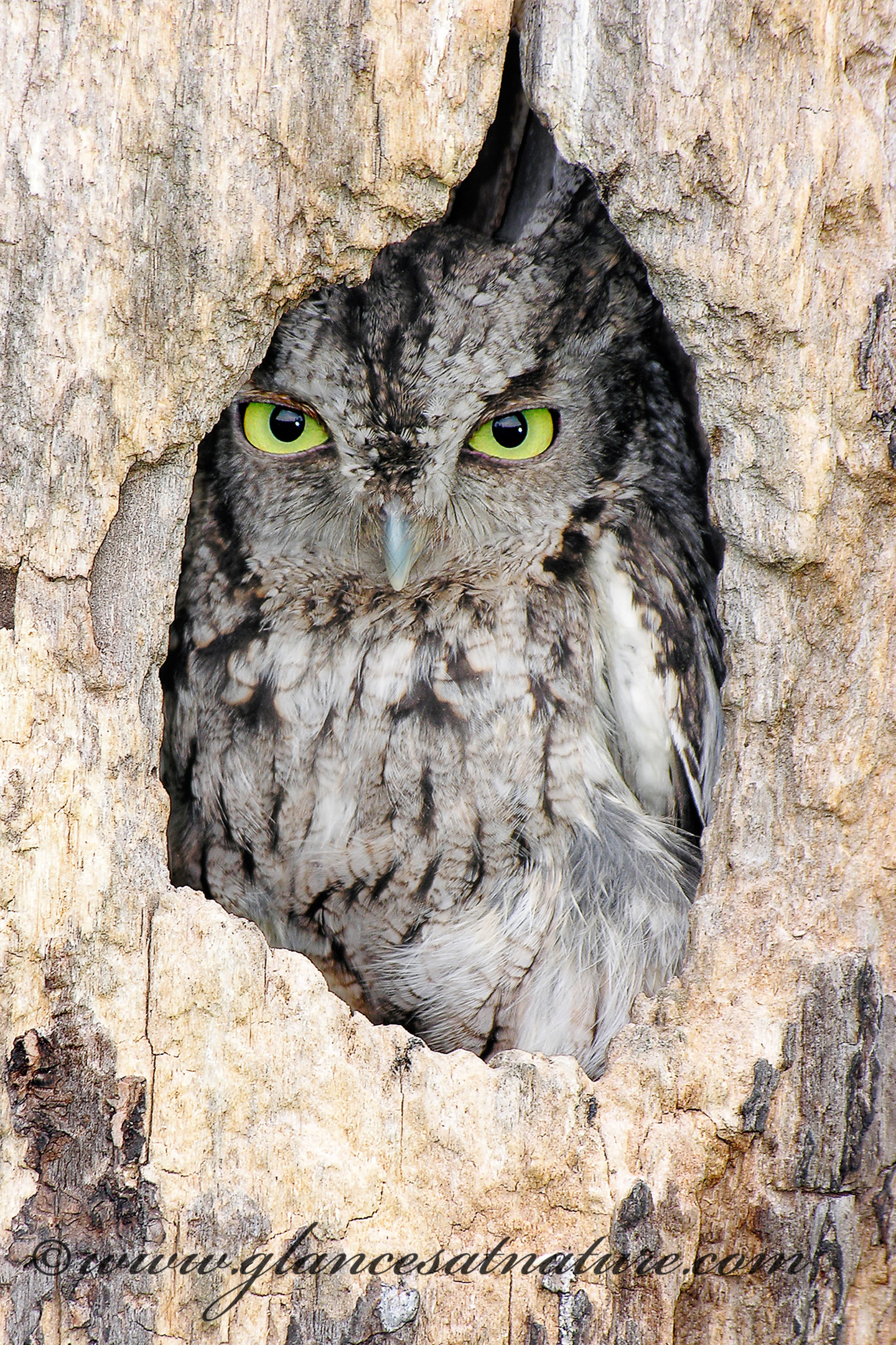 Owling 101
