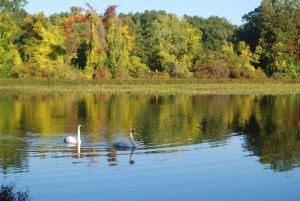 Trumpeter Swans on Wintergreen Lake