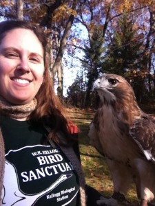 Sanctuary staff bringing a Red-tailed hawk up-close for visitors to see