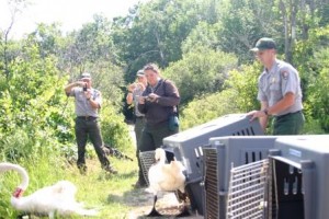 2007 Trumpeter Swan Release with Mark Knee