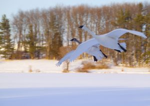 Pair of Trumpeter Swan flying over snowcovered Wintergreen Lake