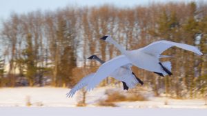 Trumpeter Swans Flying