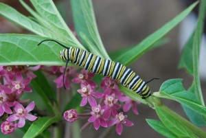 Monarch caterpillar in Sanctuary's Pollinator Garden