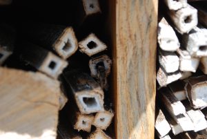 Mason Bee entering into a cup plant stalk