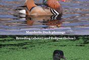 Male Mandarin Duck with breeding and eclipse plumage