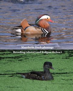 Male Mandarin Duck with breeding and eclipse plumage