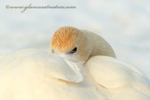Trumpeter Swan. Photo credit Josh Haas, Glances At Nature Photography