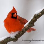 Male cardinal. Photo credit Josh Haas, Glances at Nature Photography