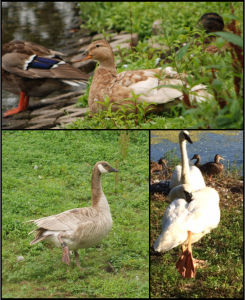 Leucistic female mallard, Canada Goose, and Trumpeter Swan