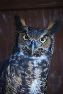 The Sanctuary's Great Horned Owl