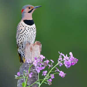 Flicker woodpecker photo credit Josh Haas