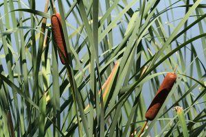 Cattails along the trail