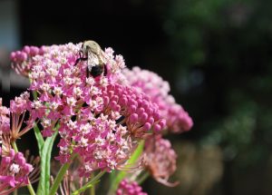 Bee on flower in the Sanctuary's Pollinator Garden