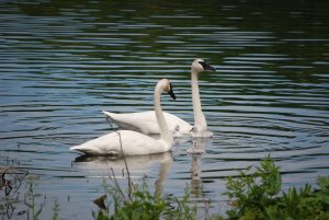 Two Trumpeter Swans on Wintergreen Lake