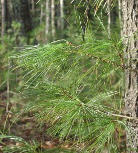 Wild edible plants along with Sanctuary's trails