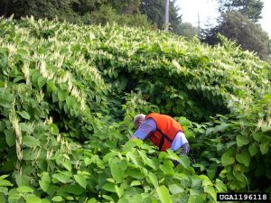 Removing invasive species