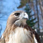 Redtailed hawk at the Sanctuary