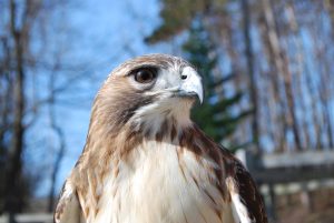 Redtailed hawk at the Sanctuary