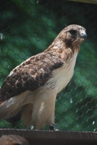 Redtailed Hawk at Sanctuary