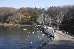 Shore of Wintergreen Lake