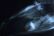 Xray of a Trumpeter Swan with lead poisoning