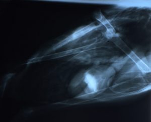 Xray of a Trumpeter Swan with lead poisoning