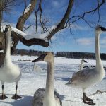 Trumpeter Swans along the snowy shore of Wintergreen Lake