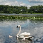 Trumpeter Swan and cygnet on Wintergreen Lake