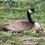 Mother Canada Goose with goslings
