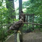 The Sanctuary's two resident bald eagles