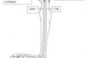 Illustration of the anatomy of a waterfowls arterial and venous system to a foot