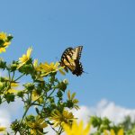 Monarch butterfly on compass plant flower
