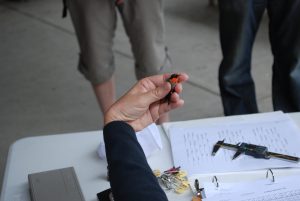 Banding of a hummingbird 