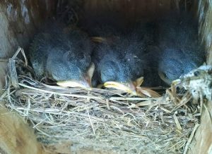 Eastern Bluebird hatchlings