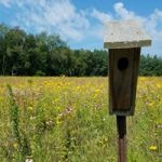 Nestbox in field