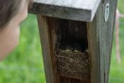 Examining what is inside a nest box