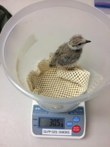 The Piping Plovers are weighed each morning. Photo by Sara DePew-Bäby.