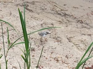 A Piping Plover explores the lakeshore. Photo by Sara DePew-Bäby