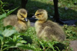 Goslings at the Bird Sanctuary
