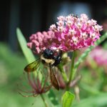 Bee on native plants in Sanctuary's Pollinator Garden