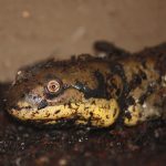 Salamander laying in soil