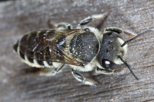 Upclose photo of native bee