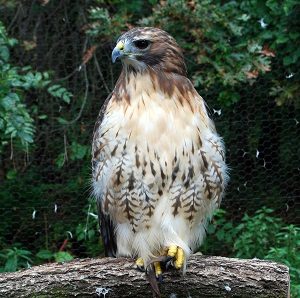 Up-close photo of Red-tailed Hawk