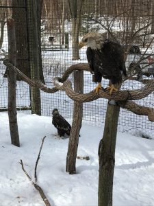 2 Bald Eagles at the Kellogg Bird Sanctuary