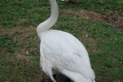 The male Trumpeter Swan at the Kellogg Bird Sanctuary.