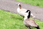 Leucistic Canada Goose on the left and wild type Canada Goose on right in image