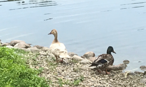 Leucistic mallard duck
