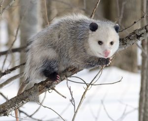 An opossum perches on a tree branch during winter.