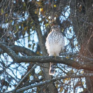 A juvenile Coopers Hawk perches on a tree branch.