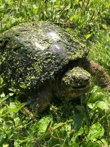 Turtle covered in algae